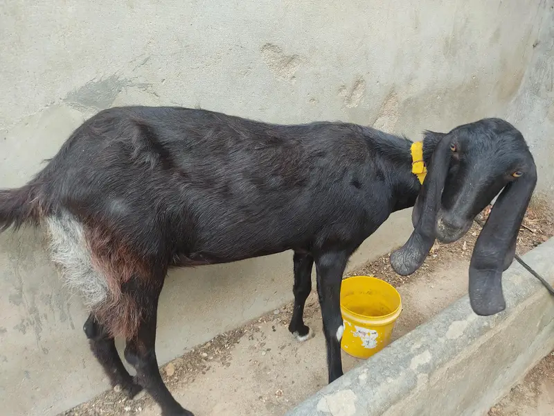 Black Desi Bakri for sale — photo 4