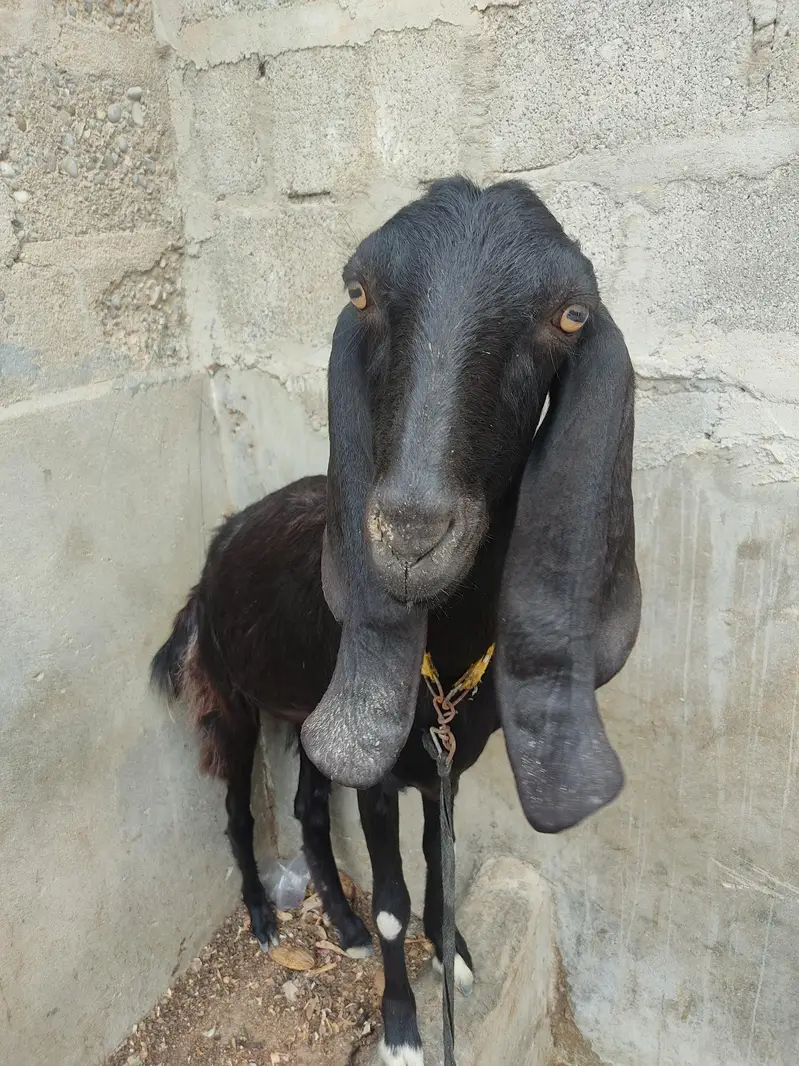 Black Desi Bakri for sale — photo 5