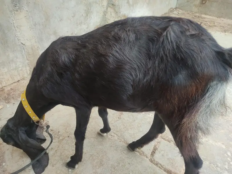 Black Desi Bakri for sale — photo 6