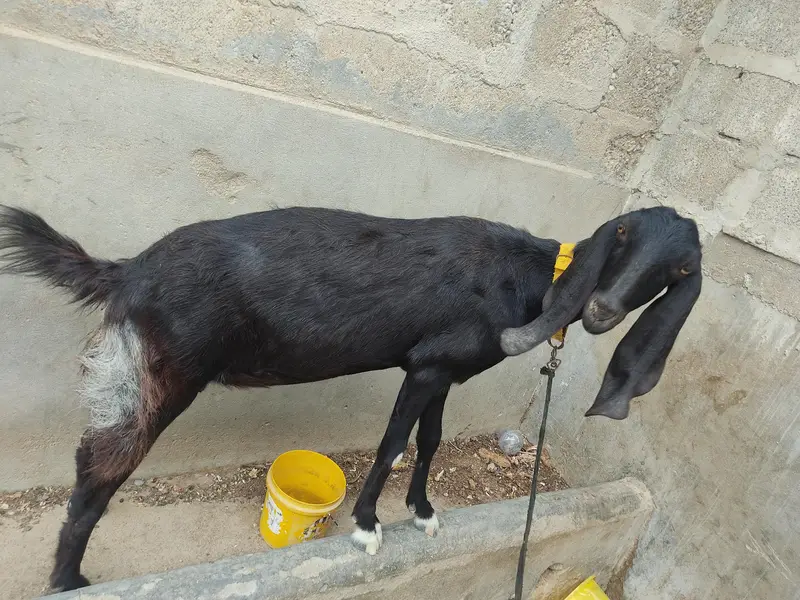 Black Desi Bakri for sale — photo 7
