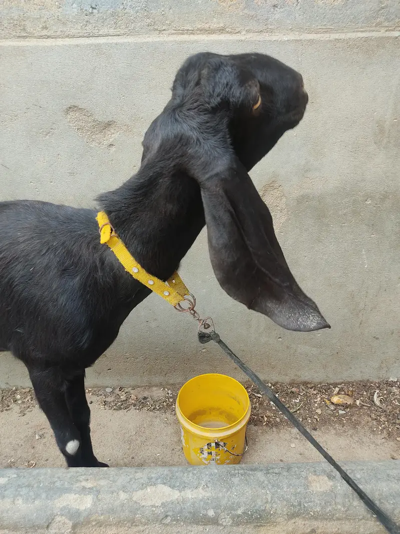 Black Desi Bakri for sale — photo 8