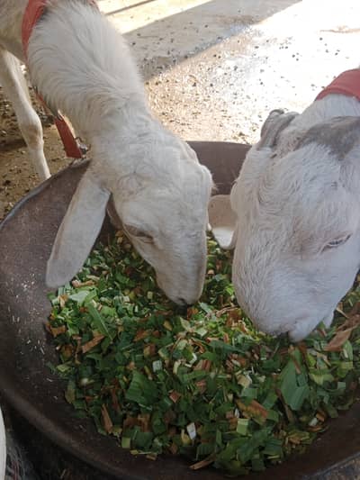 Bakri and dunbi