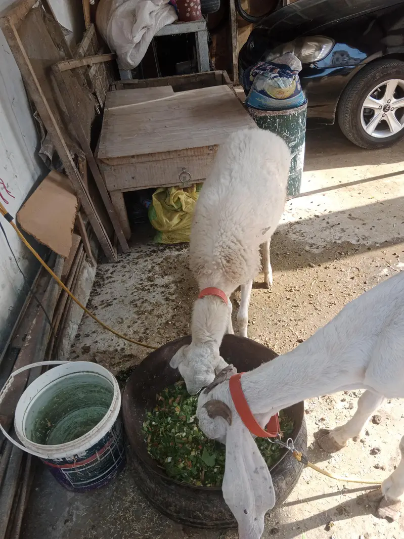 Bakri and dunbi — photo 2