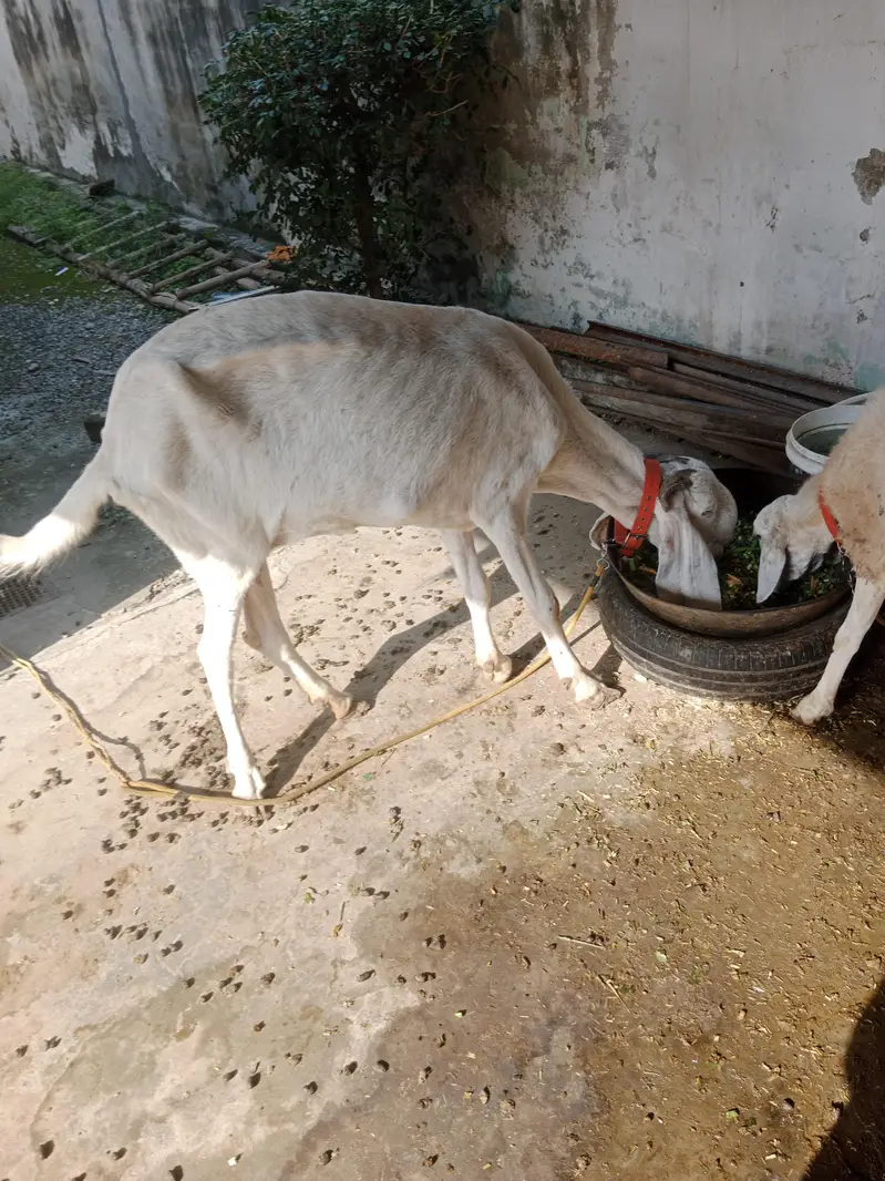 Bakri and dunbi — photo 3