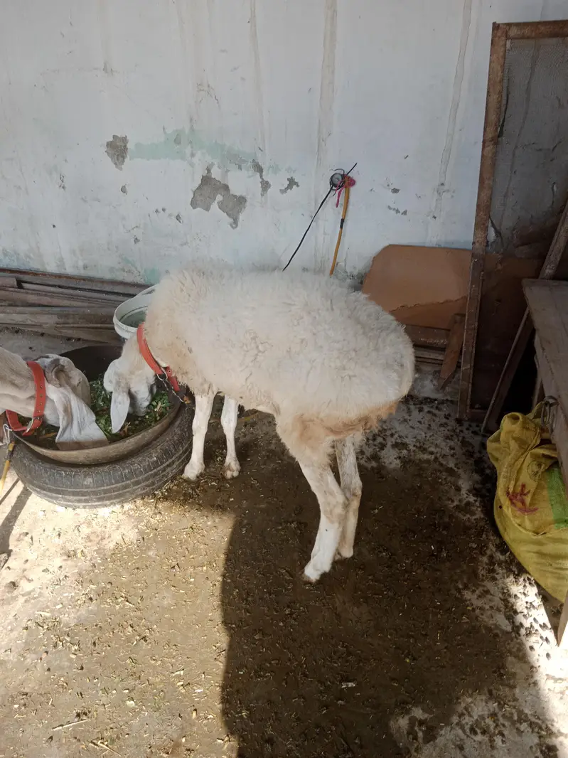 Bakri and dunbi — photo 4