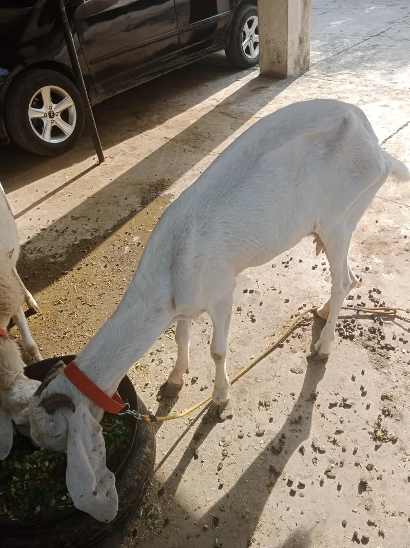 Bakri and dunbi — photo 5
