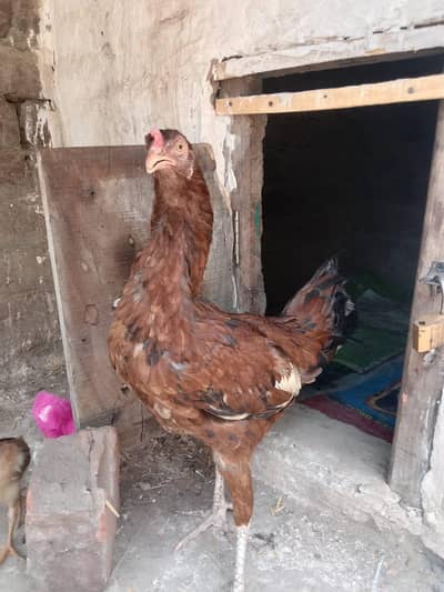2 Aseel female