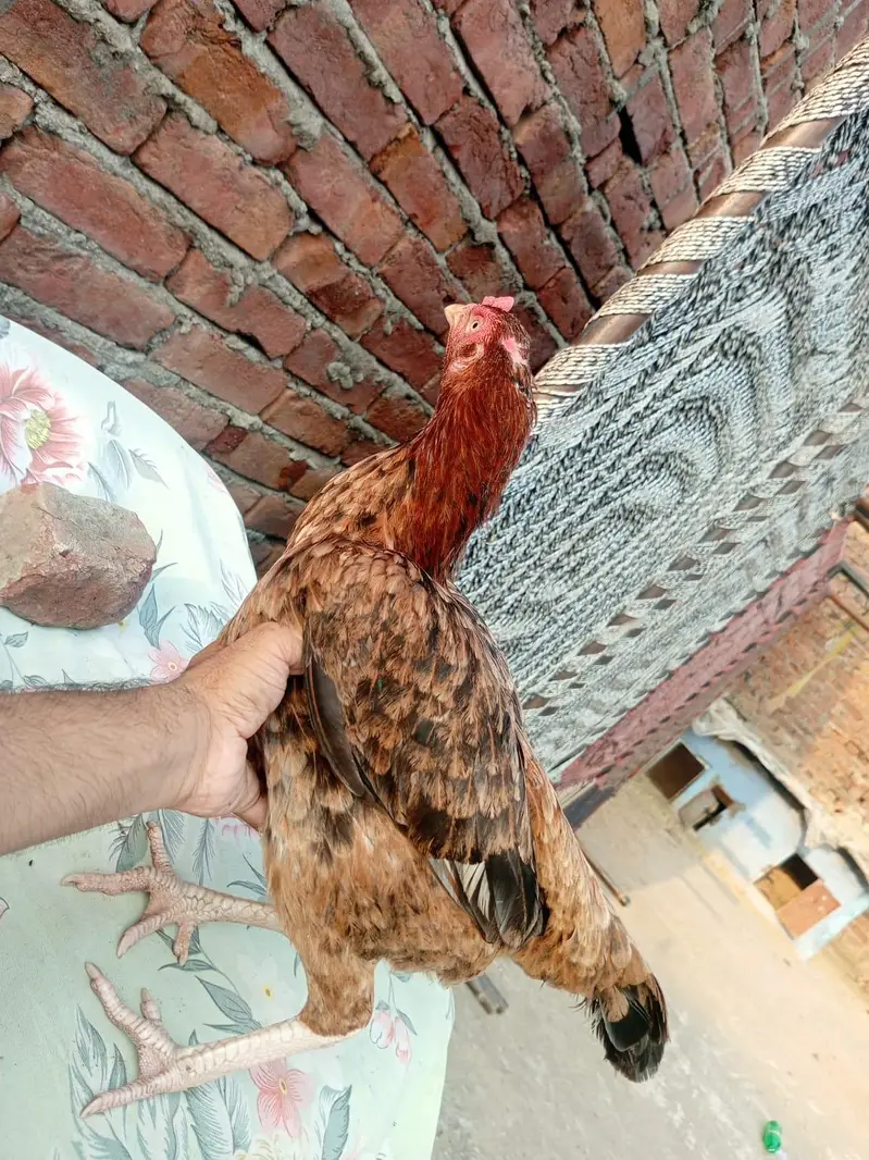 2 Aseel female — photo 2