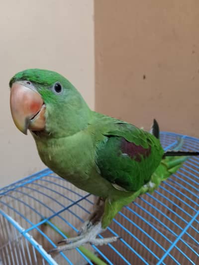 Kashmiri Raw Parrot
