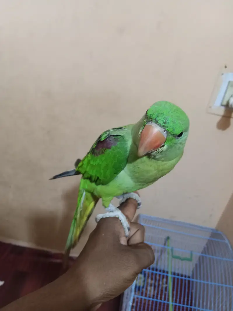 Kashmiri Raw Pahari Parrot — photo 3