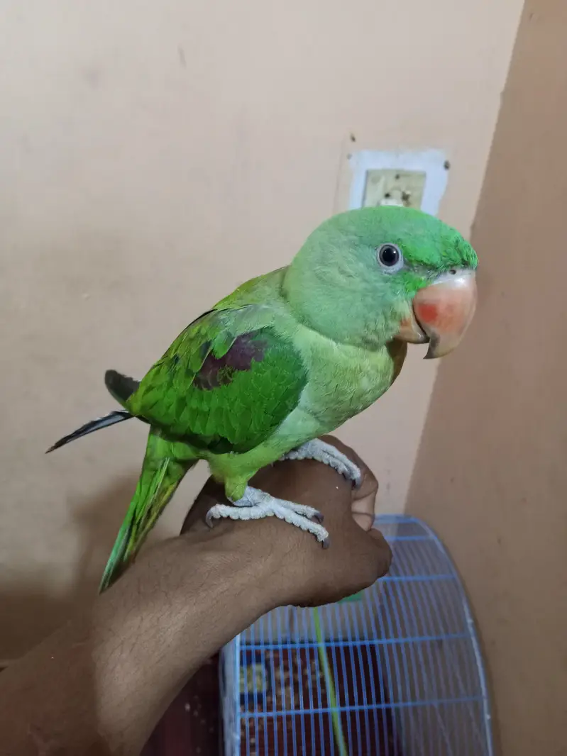 Kashmiri Raw Pahari Parrot — photo 4