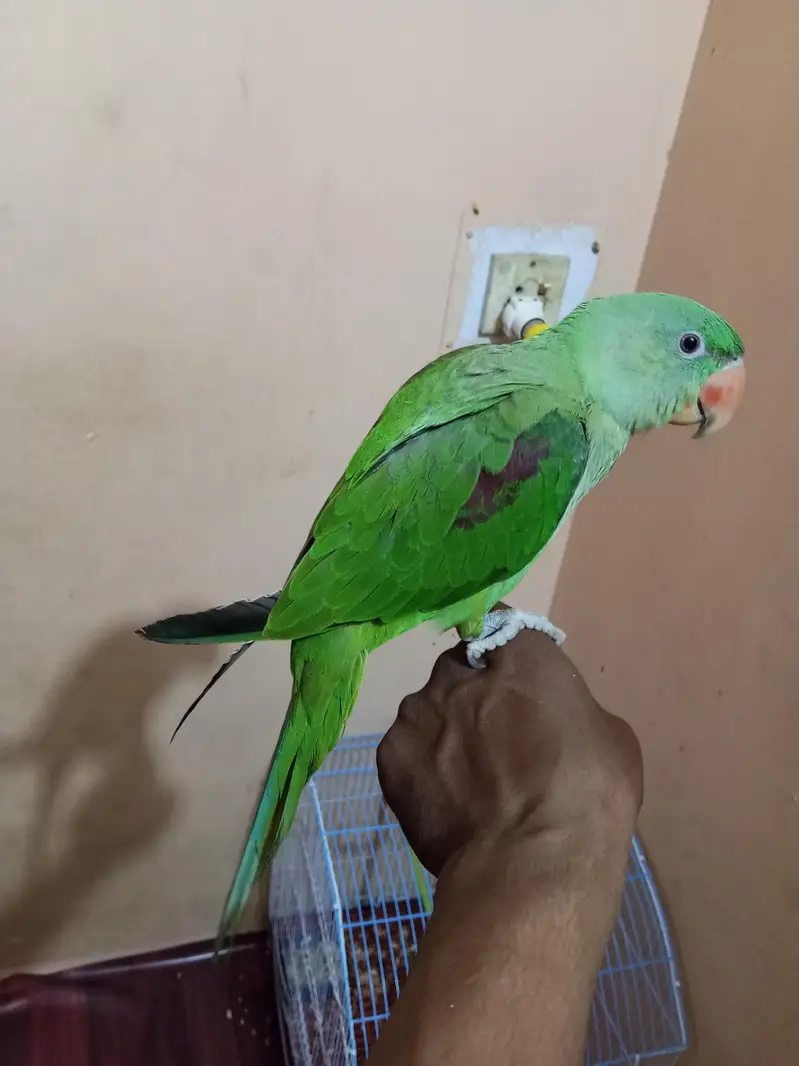 Kashmiri Raw Pahari Parrot — photo 5