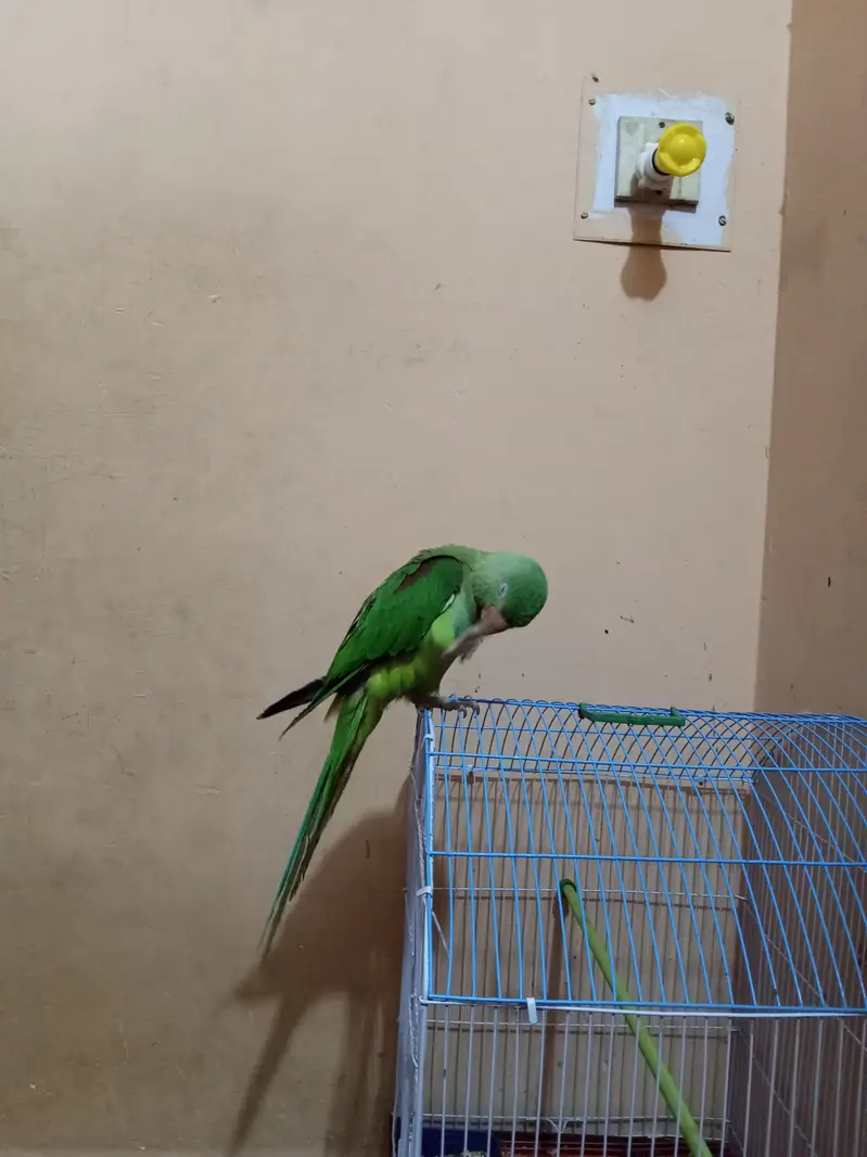 Kashmiri Raw Pahari Parrot — photo 6