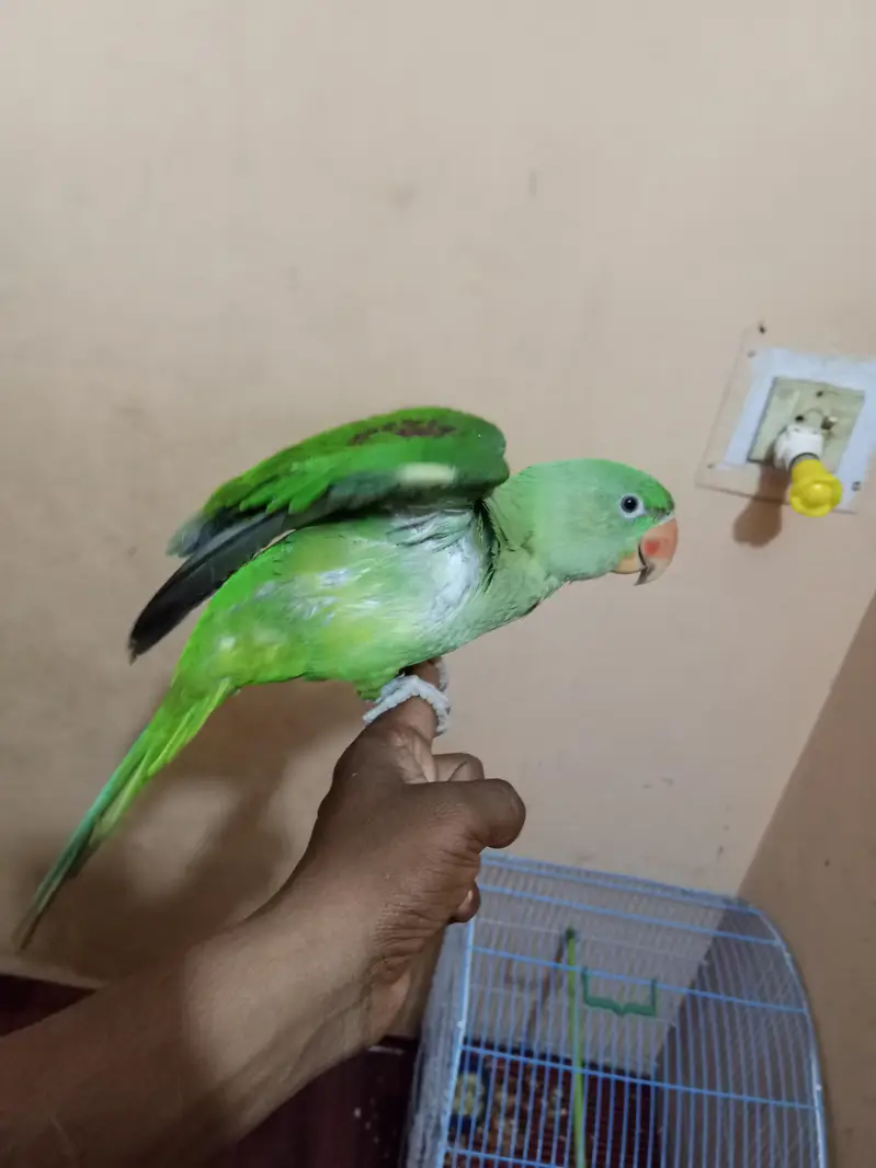 Kashmiri Raw Pahari Parrot — photo 7