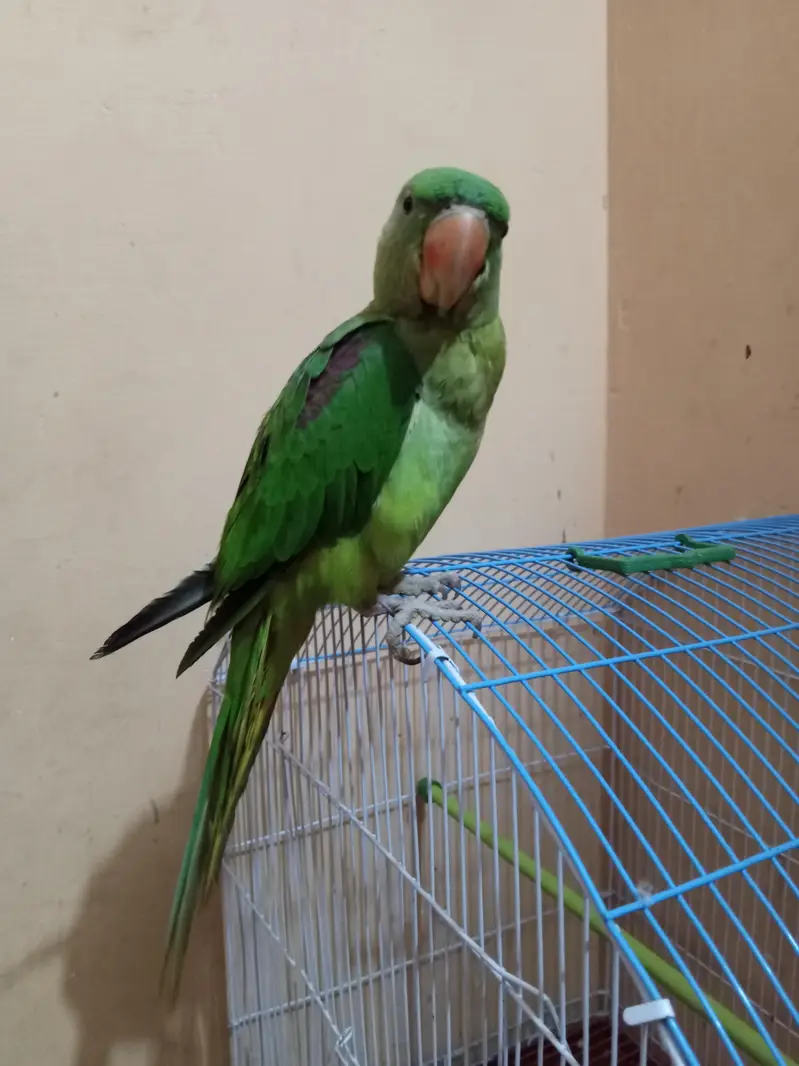Kashmiri Raw Pahari Parrot — photo 8