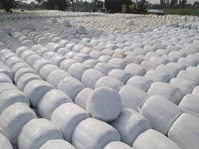 Premium Silage Bales for Cows / Buffaloes & Dairy Animals