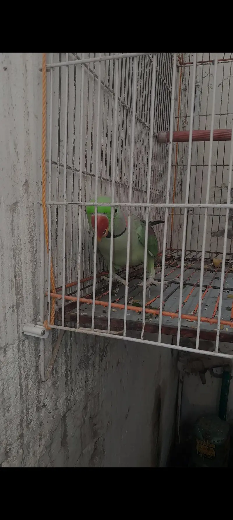 Taking RaW parrot fully tained. . . — photo 5