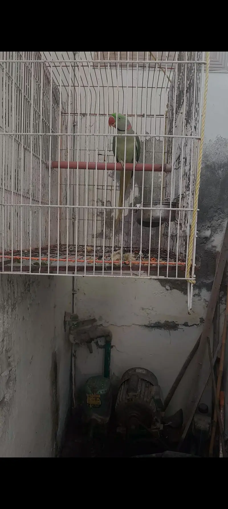 Taking RaW parrot fully tained. . . — photo 6