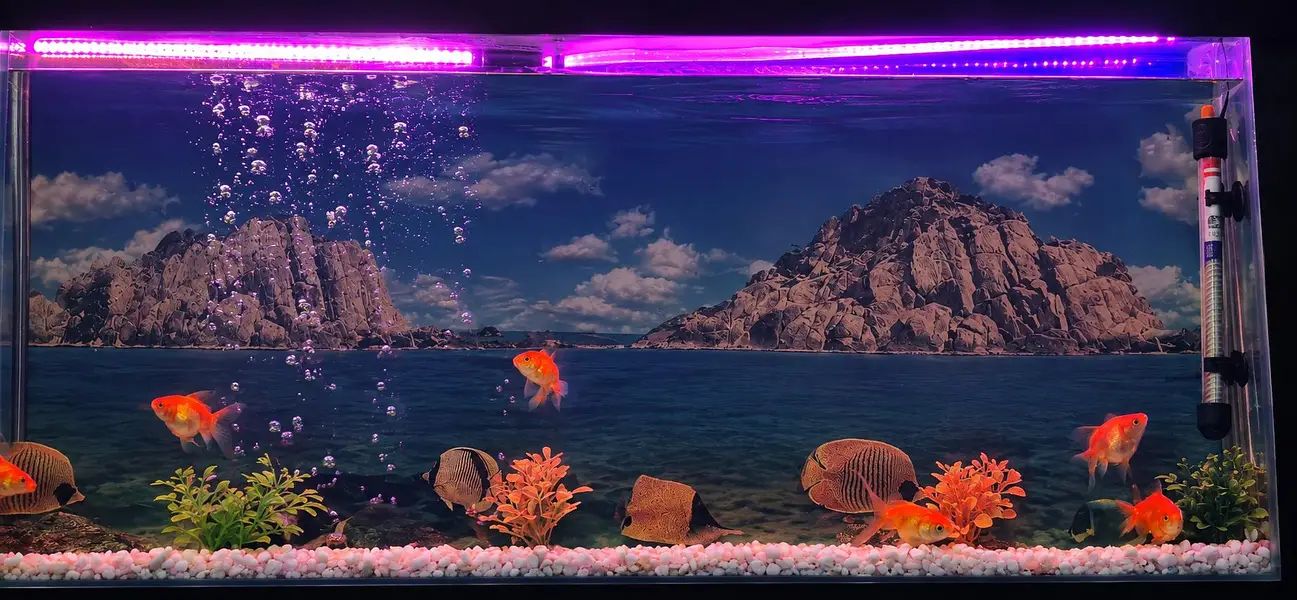 Complete Aquarium Setup for Sale — photo 2