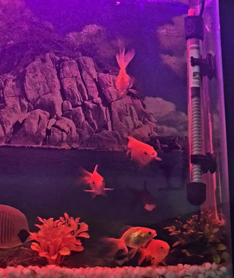 Complete Aquarium Setup for Sale — photo 3