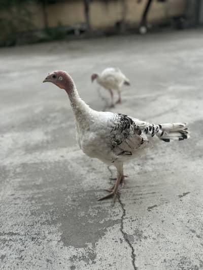 Full Grown Turkeys
