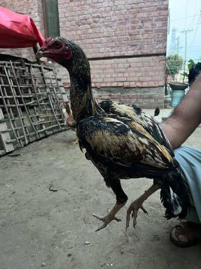Aseel Pakistani pair