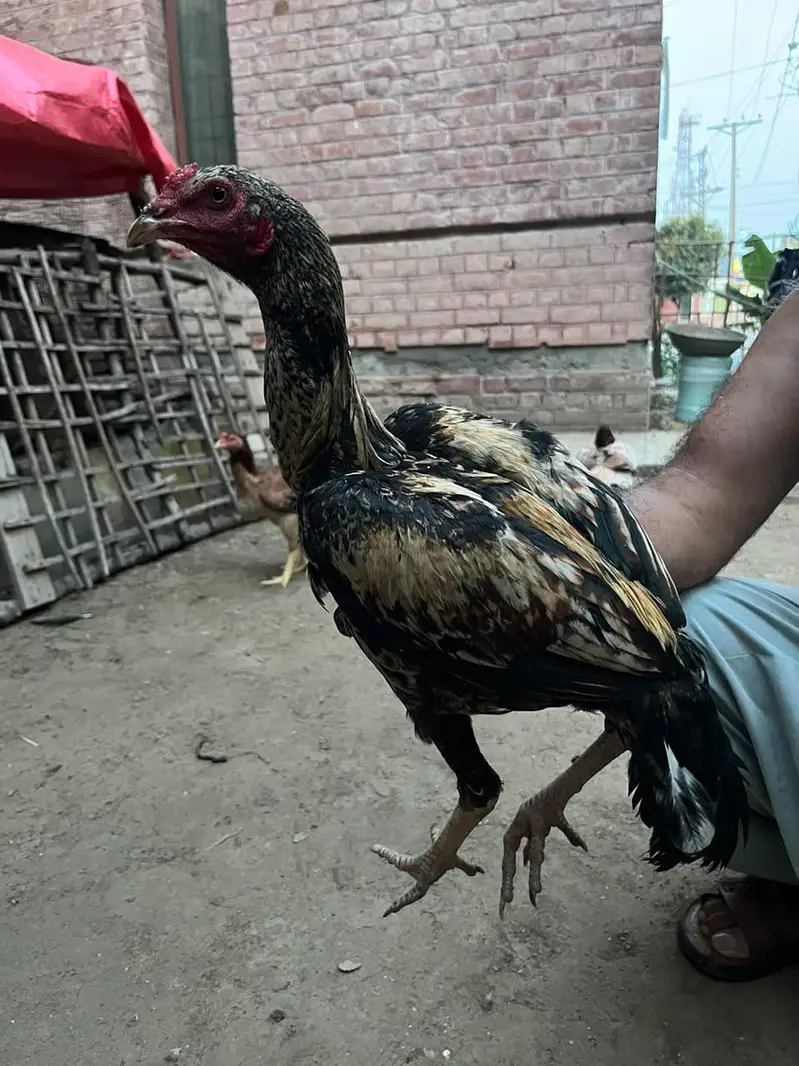Aseel Pakistani pair — photo 2