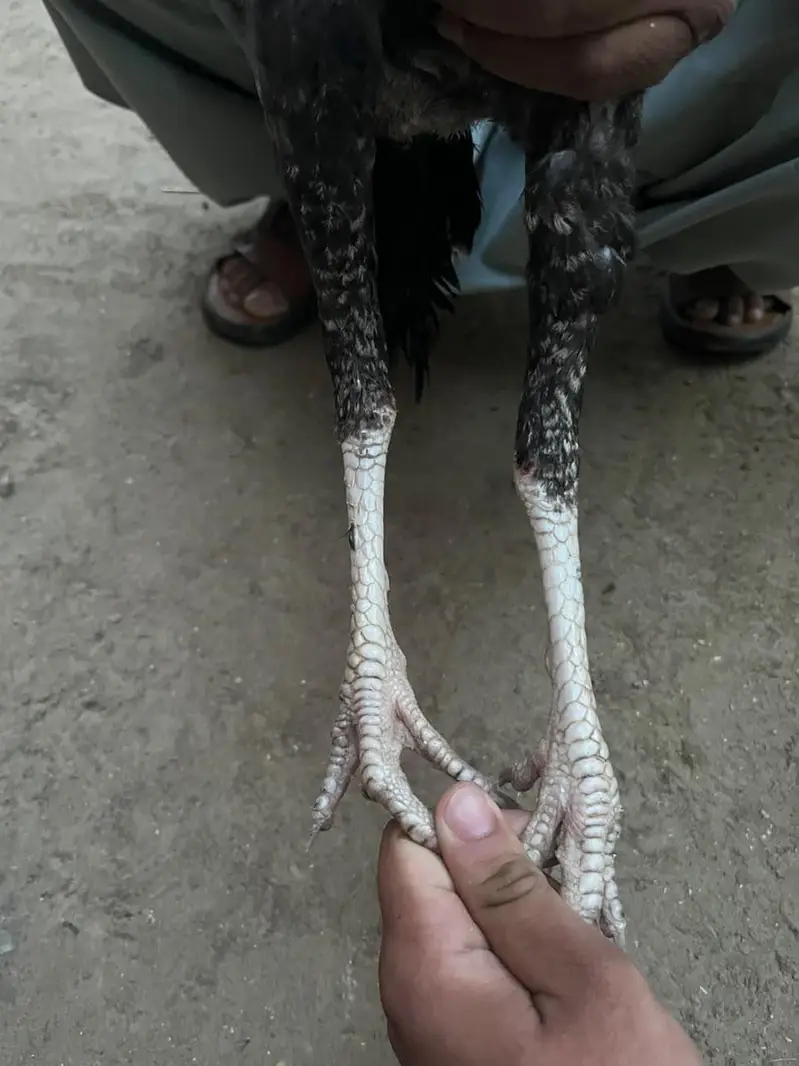 Aseel Pakistani pair — photo 3