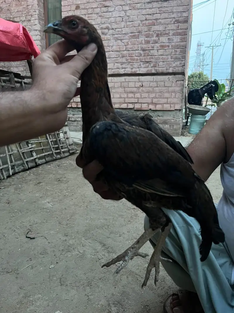Aseel Pakistani pair — photo 4