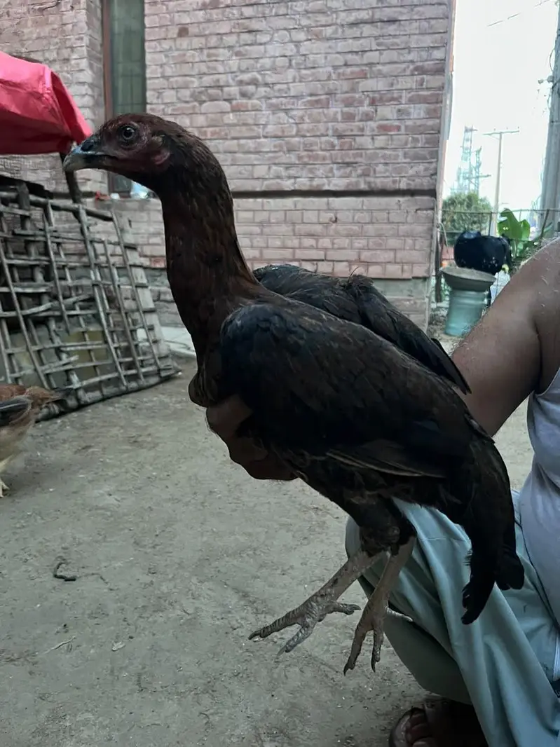 Aseel Pakistani pair — photo 5