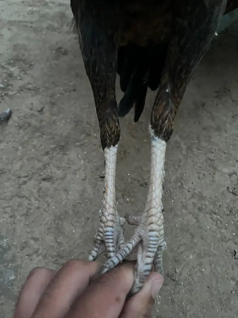 Aseel Pakistani pair — photo 6