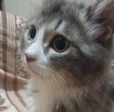 Persian cats available