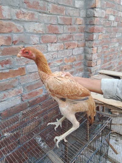 Sindhi aseel females