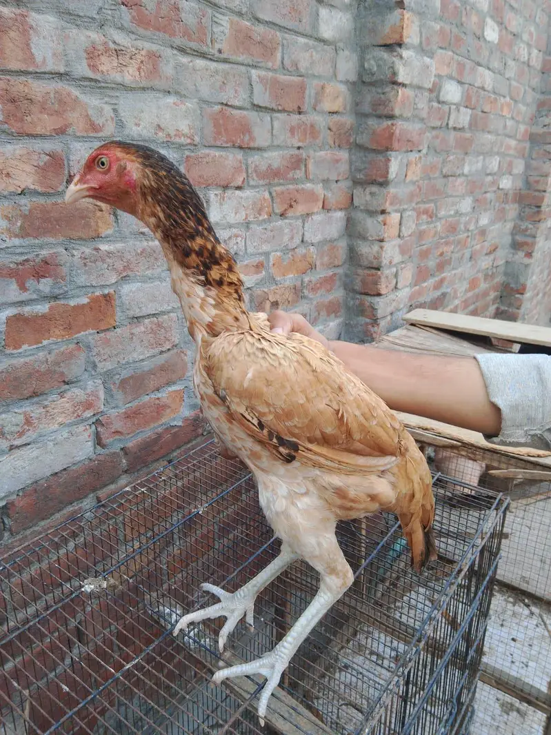 Sindhi aseel females — photo 2
