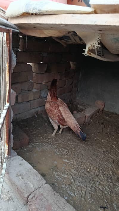 Aseel Mianwali madi for sale