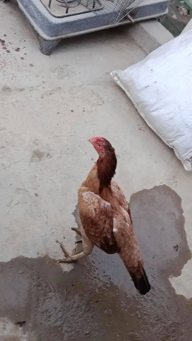 Aseel Mianwali madi for sale — photo 2