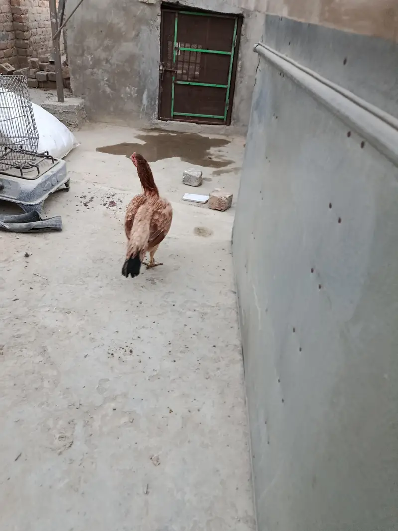 Aseel Mianwali madi for sale — photo 4