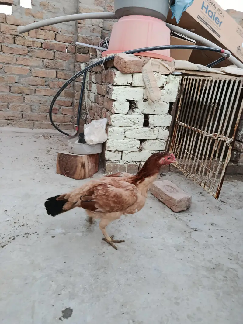 Aseel Mianwali madi for sale — photo 5