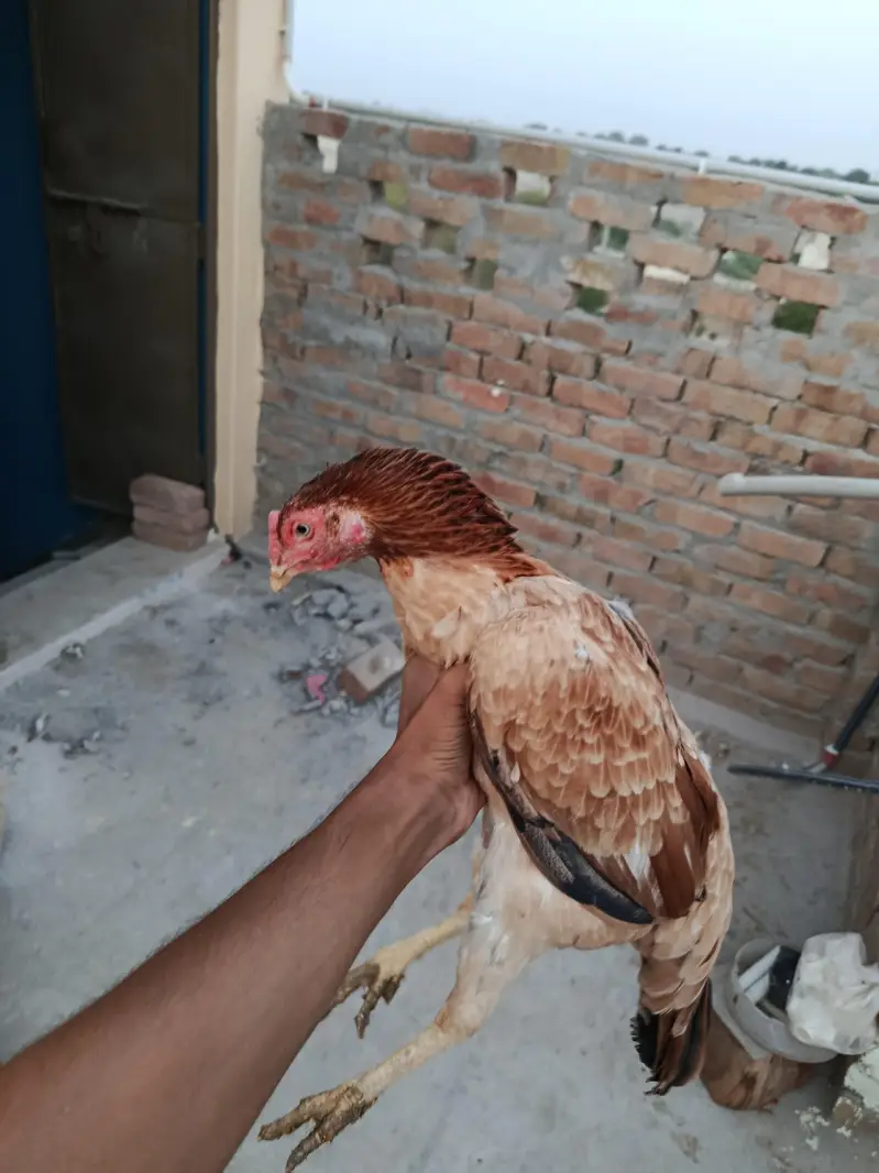 Aseel Mianwali madi for sale — photo 6