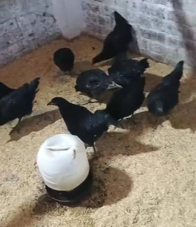 Lohman Black / Australorp