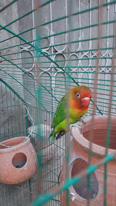 Fischer's Lovebird for sale