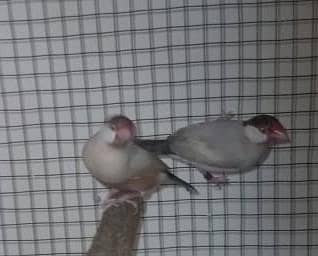fown java breeder pair 0