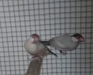 fown java breeder pair