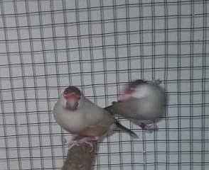 fown java breeder pair 1