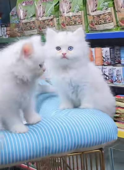 Persian kitten triple cot. for sale my WhatsApp:03440066156