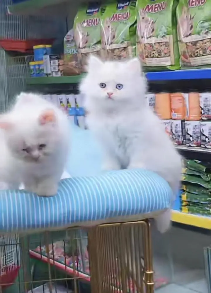 Persian kitten triple cot. for sale my WhatsApp:03440066156 — photo 2