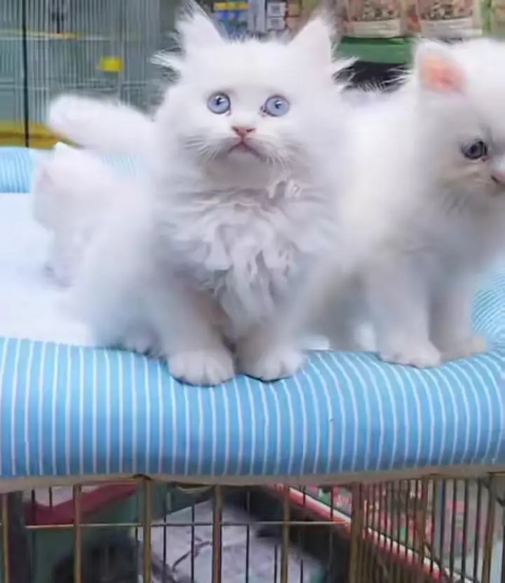 Persian kitten triple cot. for sale my WhatsApp:03440066156 — photo 3