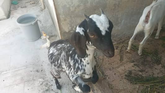 bakri for female sale