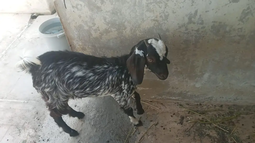 bakri for female sale — photo 2