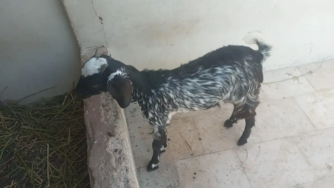 bakri for female sale — photo 3